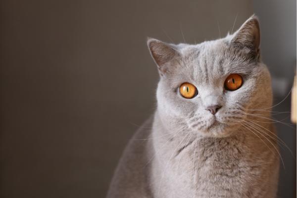 Picture of cat