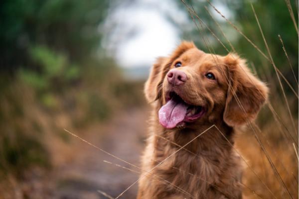 Picture of dog
